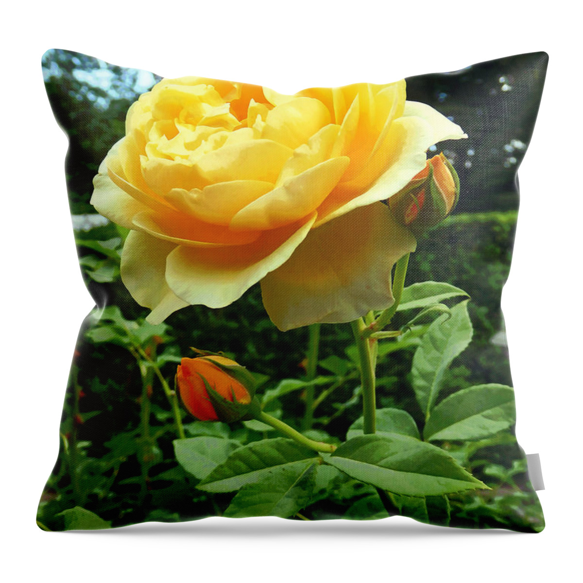 Rose Throw Pillow featuring the photograph Yellow Rose and Buds by Susan Savad