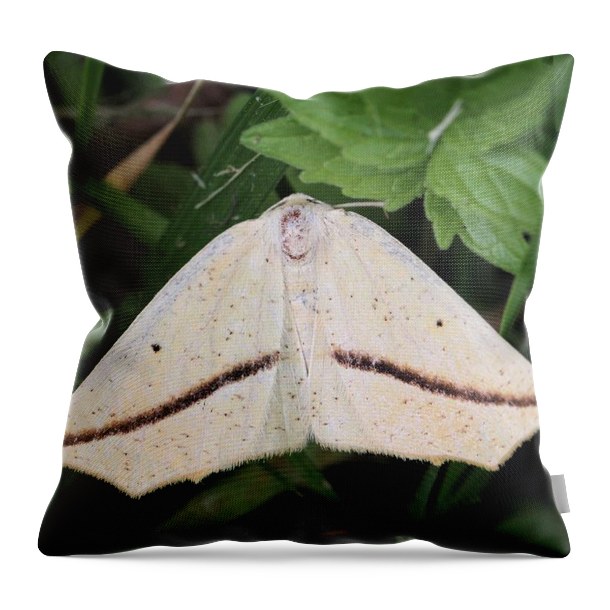 Tetracis Crocallata Throw Pillow featuring the photograph Yellow Slant-Line Moth by Doris Potter