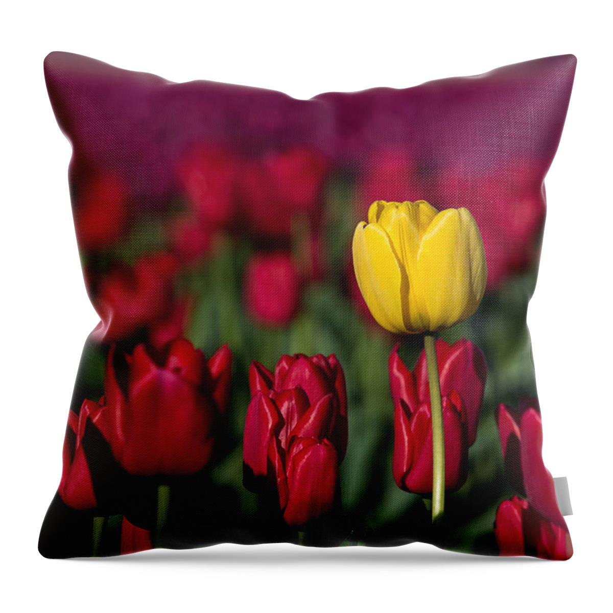 Red Throw Pillow featuring the photograph Yellow tulip in a red field by Pierre Leclerc Photography