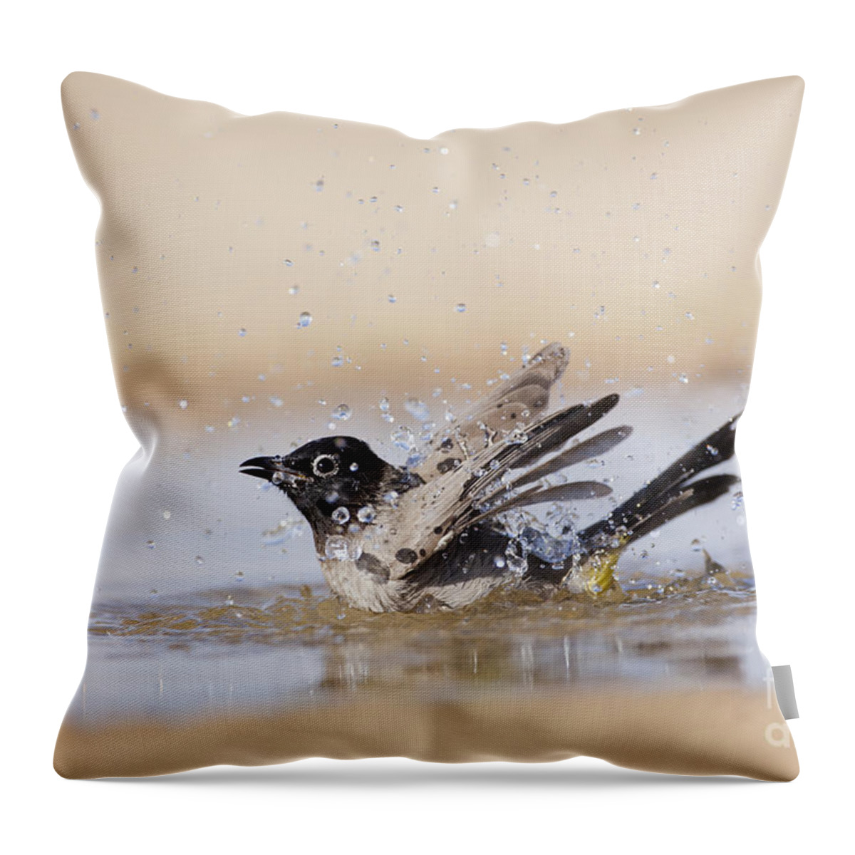 Ornithology Throw Pillow featuring the photograph Yellow-vented Bulbul by Eyal Bartov