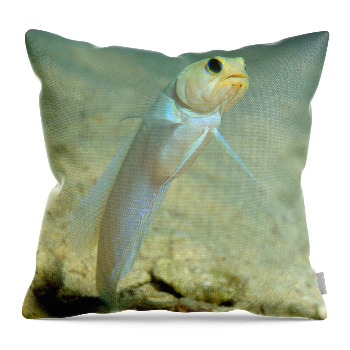 Yellowhead Jawfish Throw Pillow featuring the photograph Yellowhead Jawfish by Andrew J. Martinez