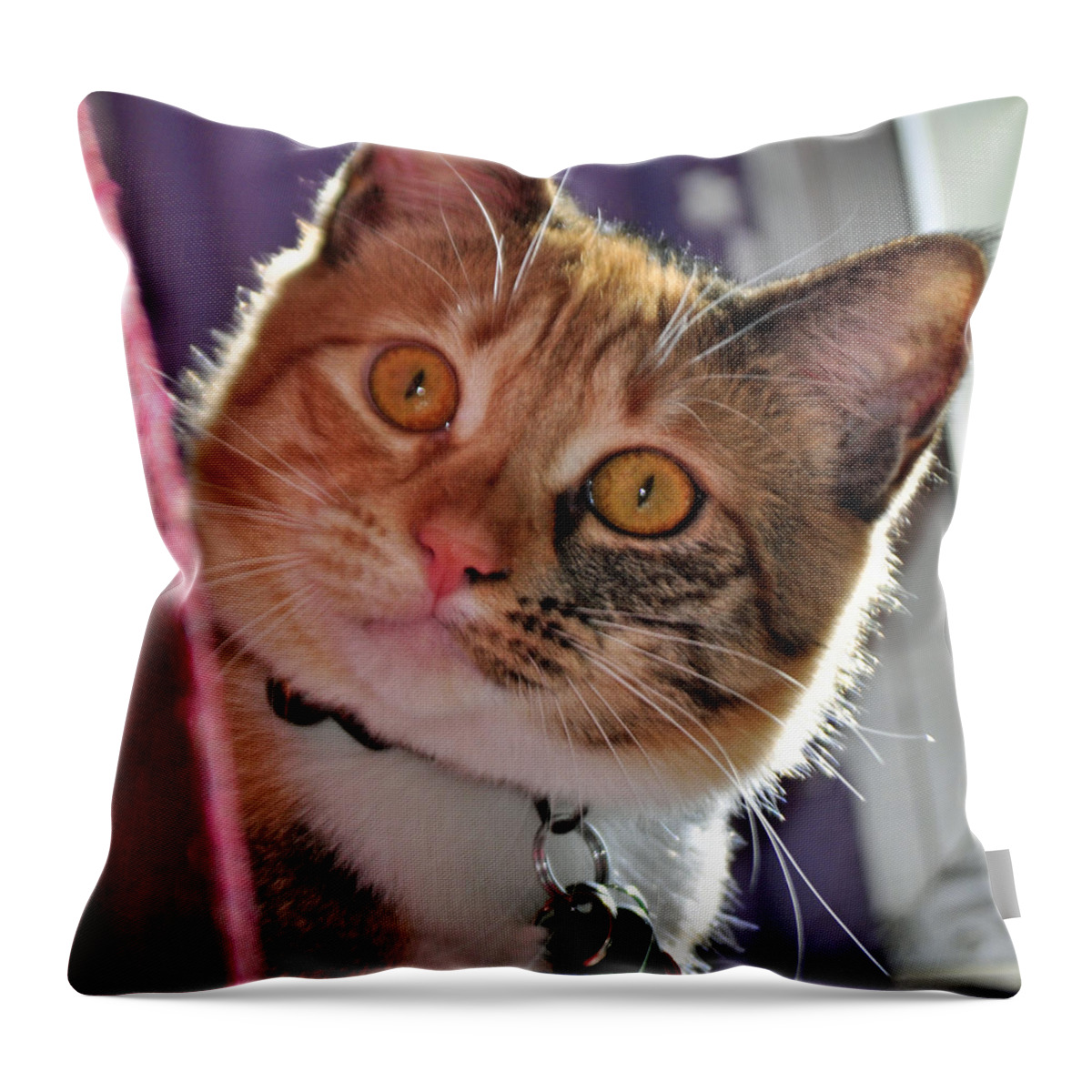 Feline Throw Pillow featuring the photograph You Talking to Me? by Tikvah's Hope
