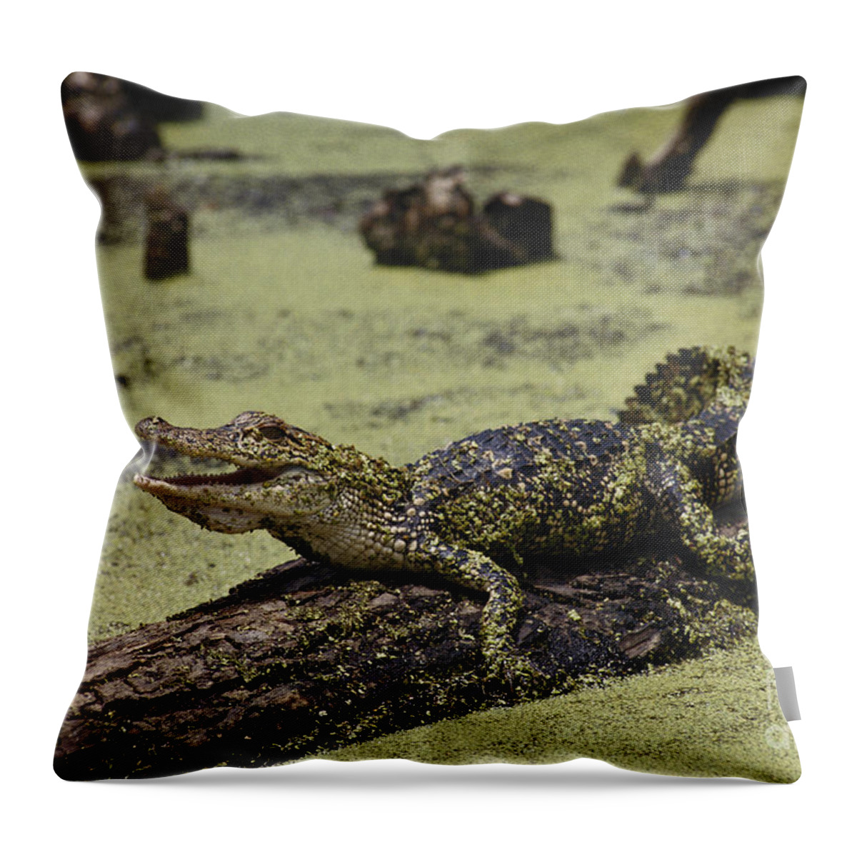 American Alligator Throw Pillow featuring the photograph Young Alligator by Gregory G. Dimijian, M.D.