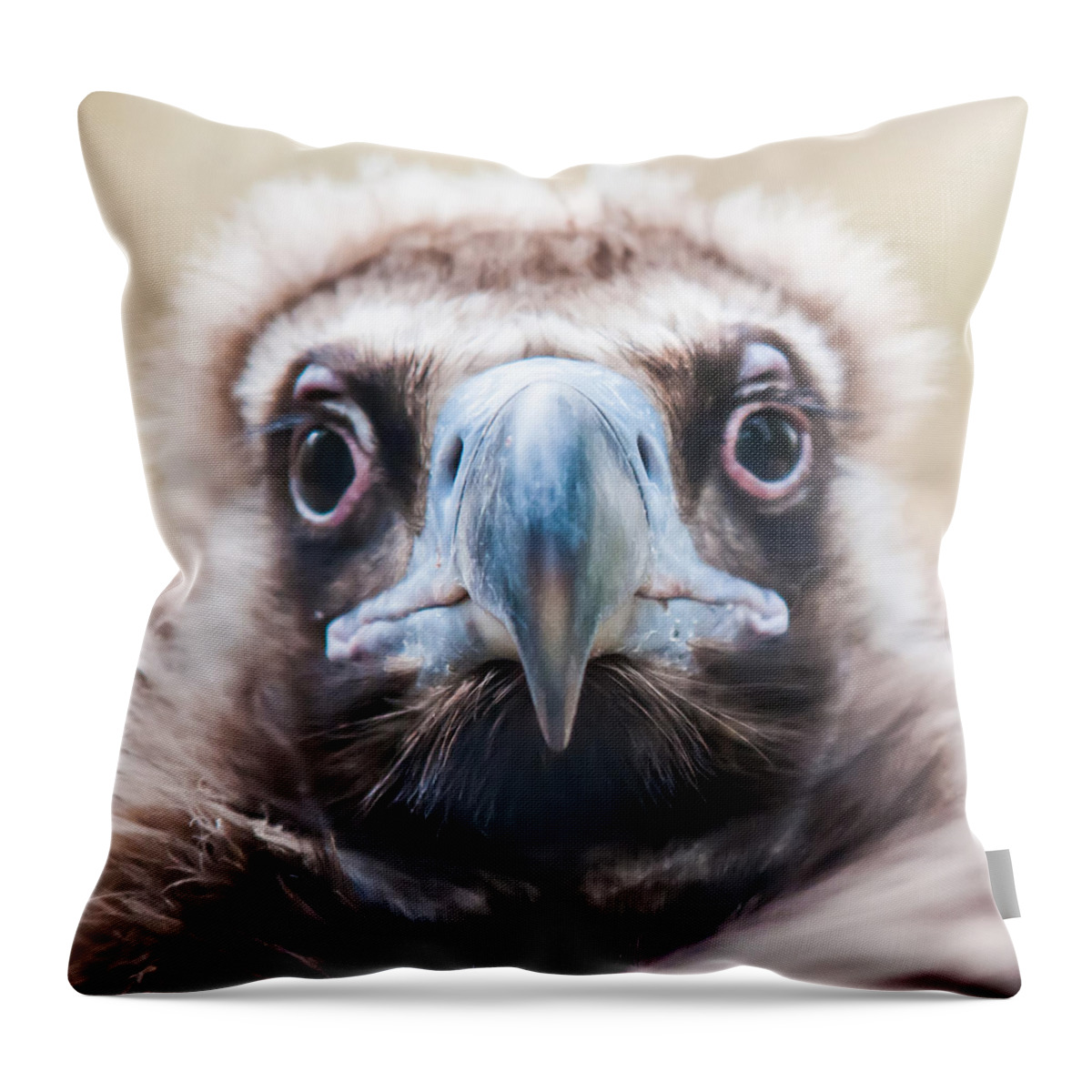 Young Throw Pillow featuring the photograph Young Baby Vulture Raptor Bird by Alex Grichenko