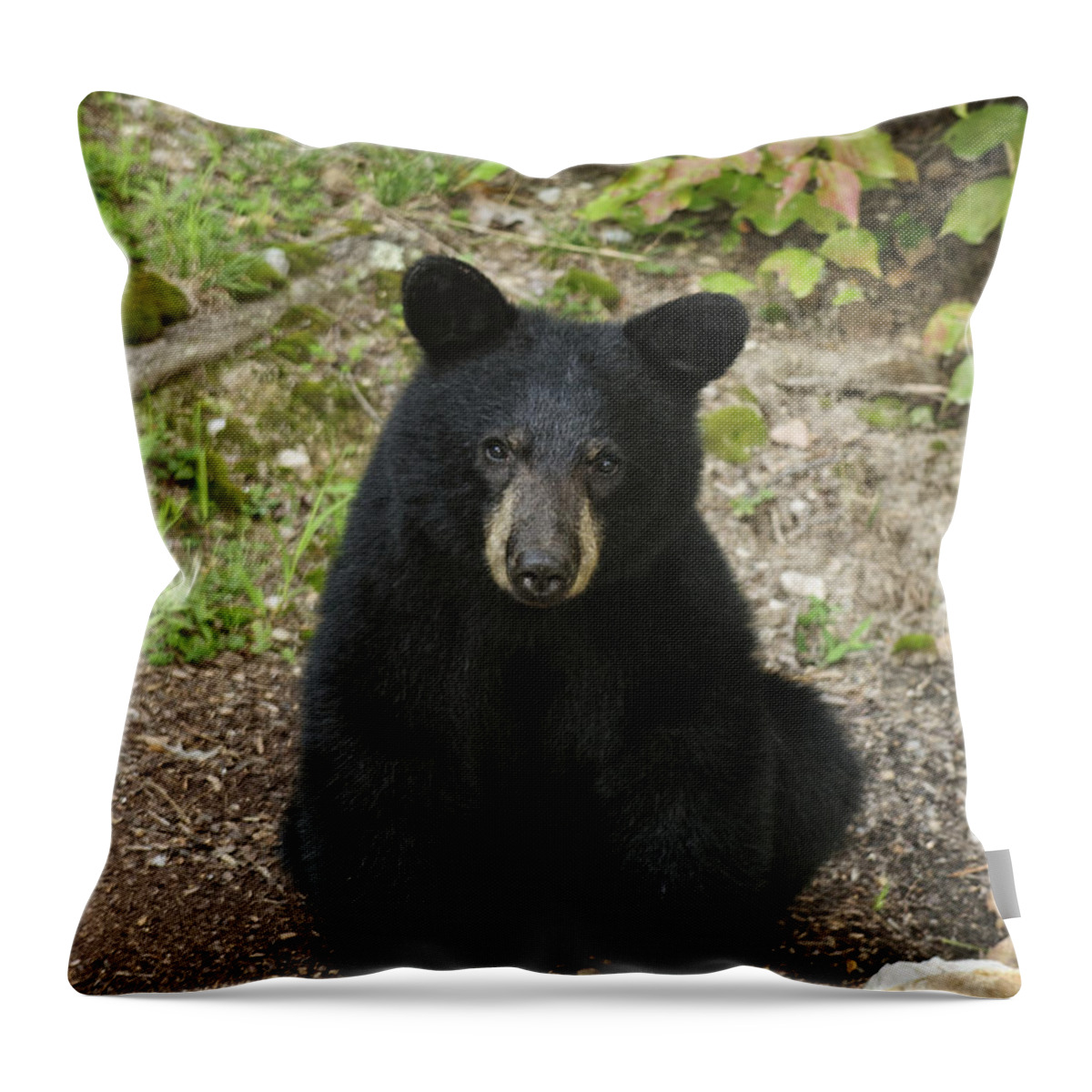 Black Bear Throw Pillow featuring the photograph Young Bear 1 by Lara Ellis