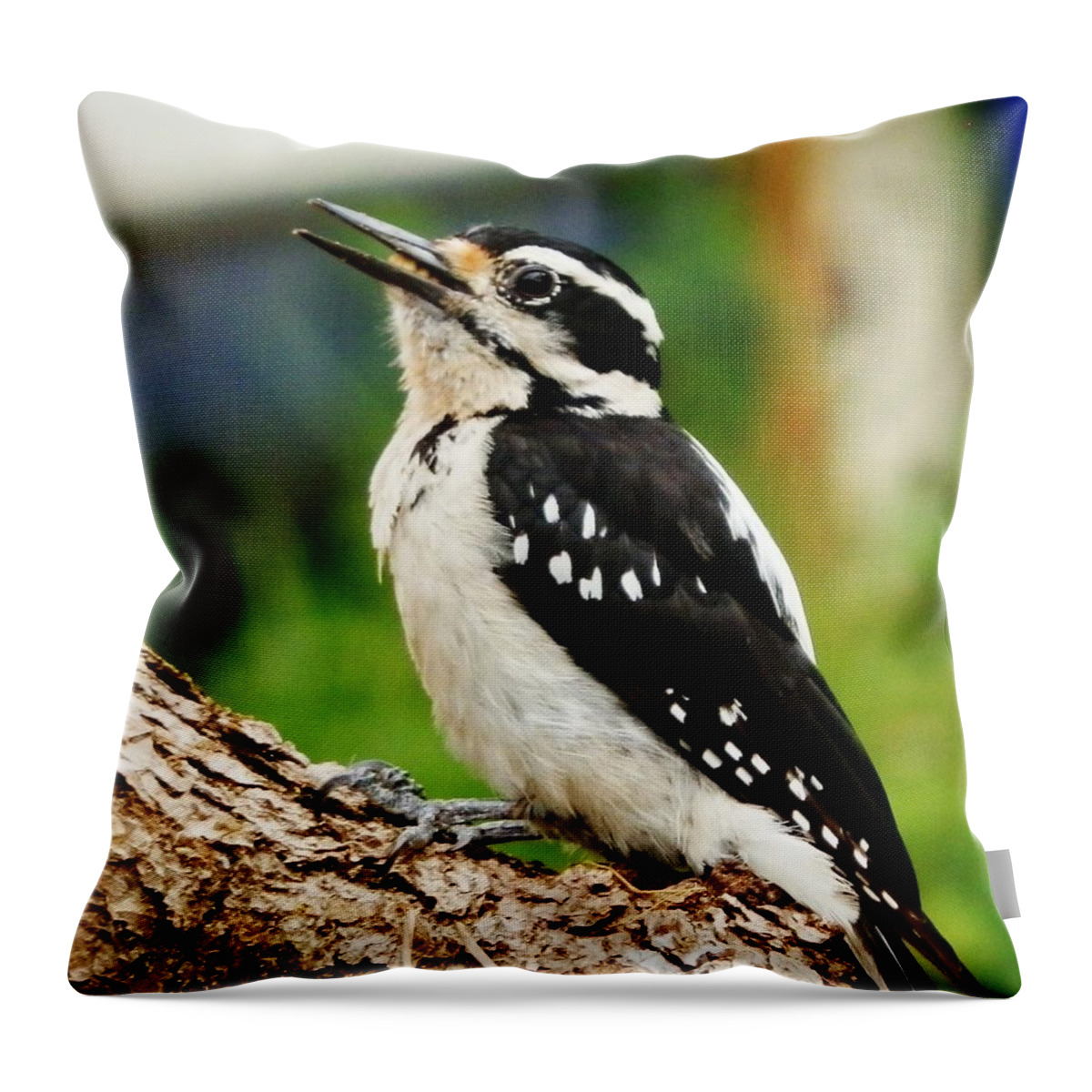 Woodpecker Throw Pillow featuring the photograph Young Hairy Woodpecker by VLee Watson