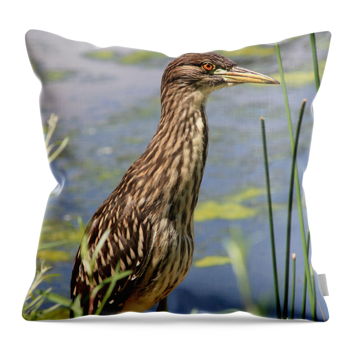 Black Crowned Night Heron Throw Pillow featuring the photograph Young Heron by Shane Bechler