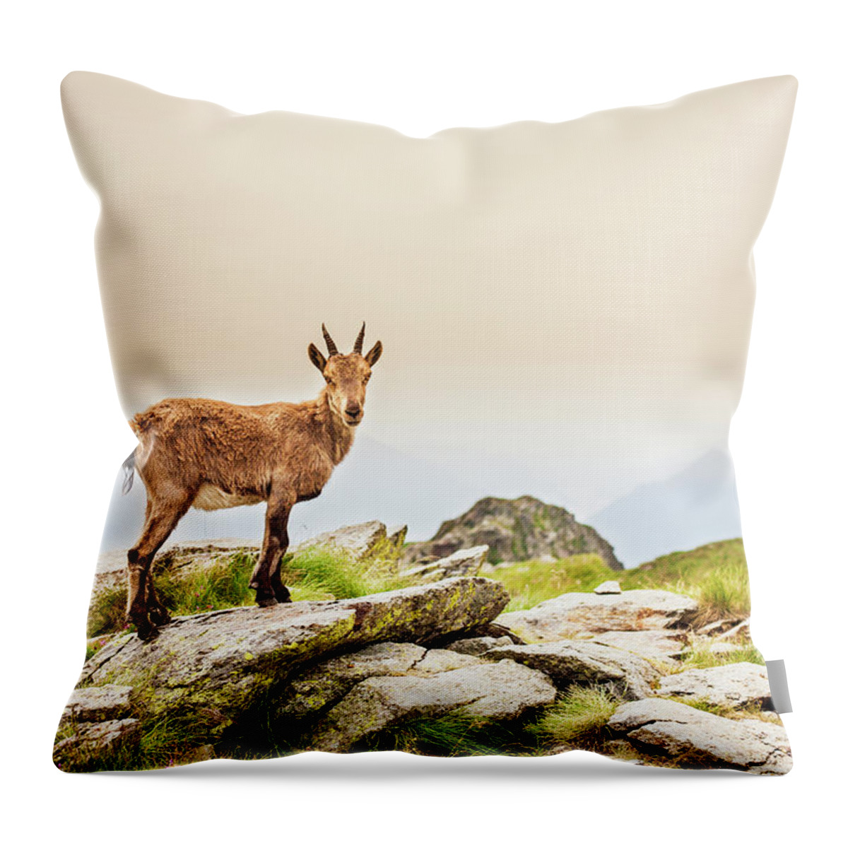 Horned Throw Pillow featuring the photograph Young Ibex Alpine On The Mountain by Deimagine
