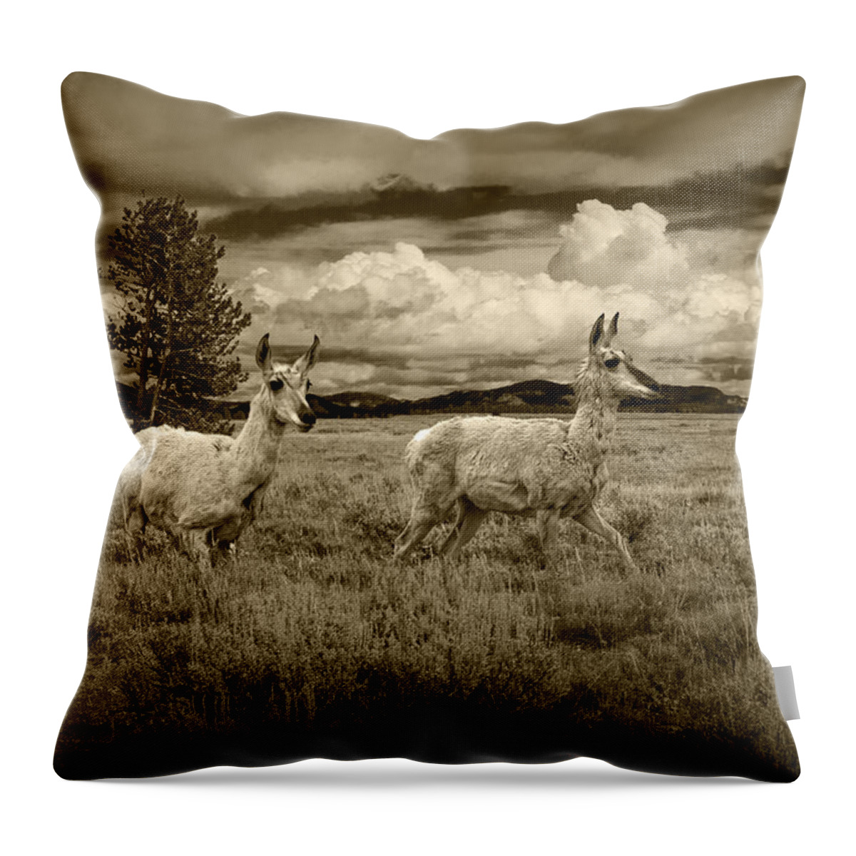 Antelope Throw Pillow featuring the photograph Young Pronghorn Antelopes in Sepia by Randall Nyhof