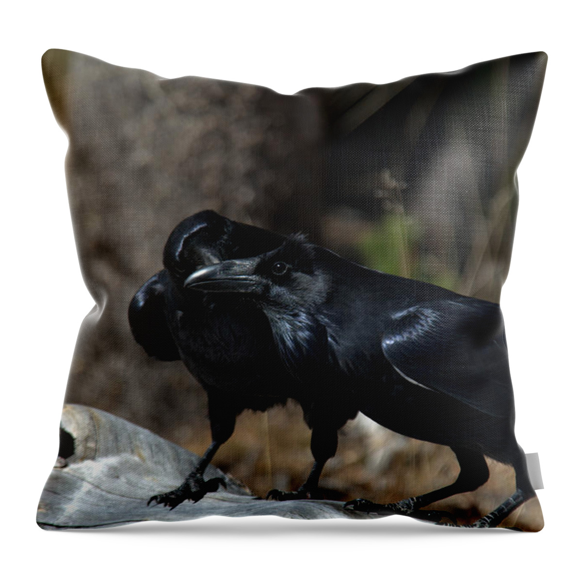 Raven Throw Pillow featuring the photograph You've got something on your beak by Frank Madia