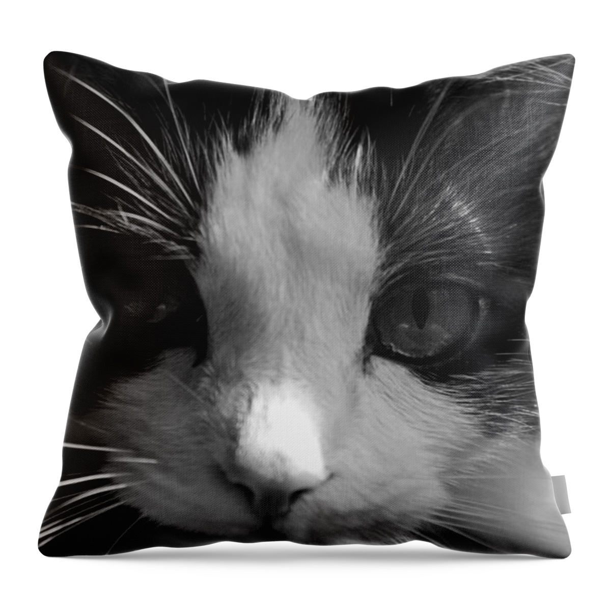 Cat Throw Pillow featuring the photograph Yue up close by Andy Lawless