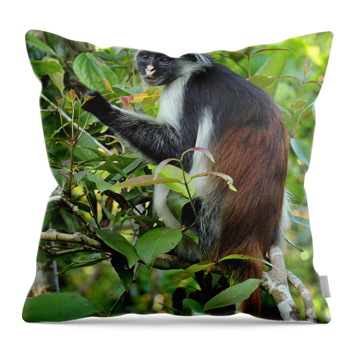 Thomas Marent Throw Pillow featuring the photograph Zanzibar Red Colobus In Tree Jozani by Thomas Marent