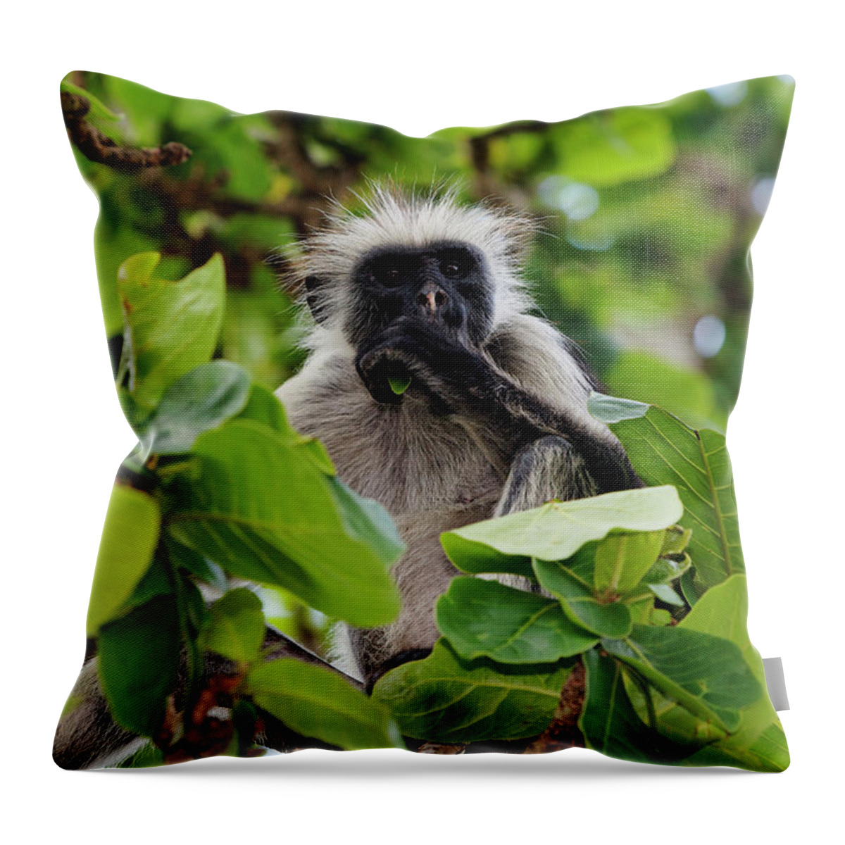 Tanzania Throw Pillow featuring the photograph Zanzibar Red Colobus Monkey by Franz Marc Frei