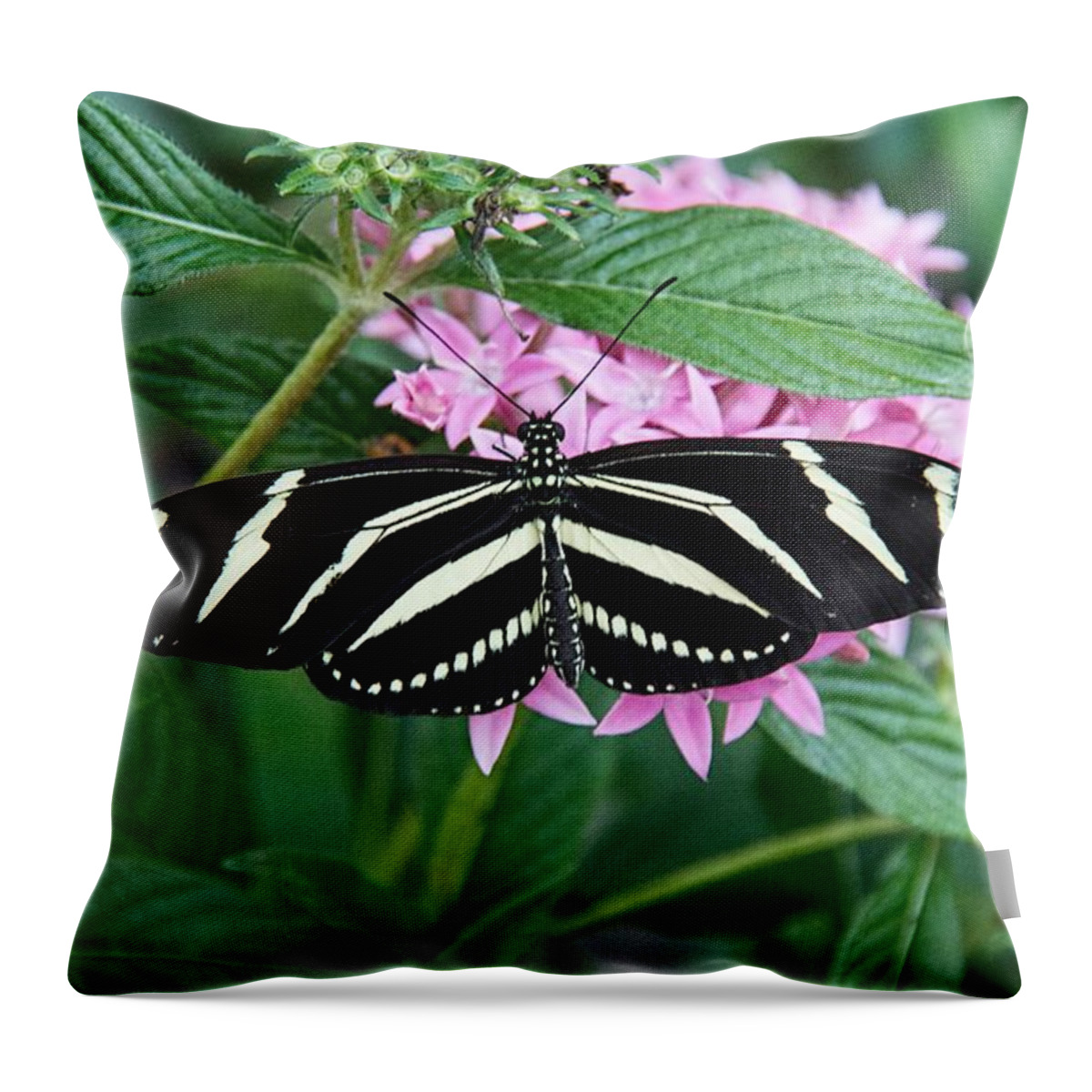 Zebra Throw Pillow featuring the photograph Zebra Longwing Butterfly by John Black