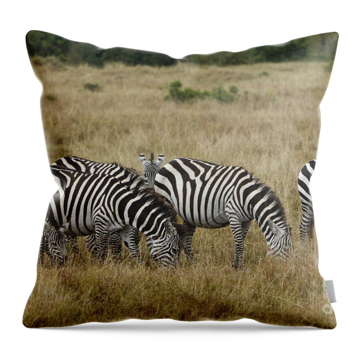 Africa Throw Pillow featuring the photograph Zebra On Masai Mara Plains by John Shaw