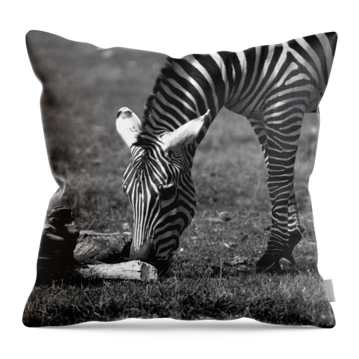 Zebra Throw Pillow featuring the photograph Zebra by Tracy Winter