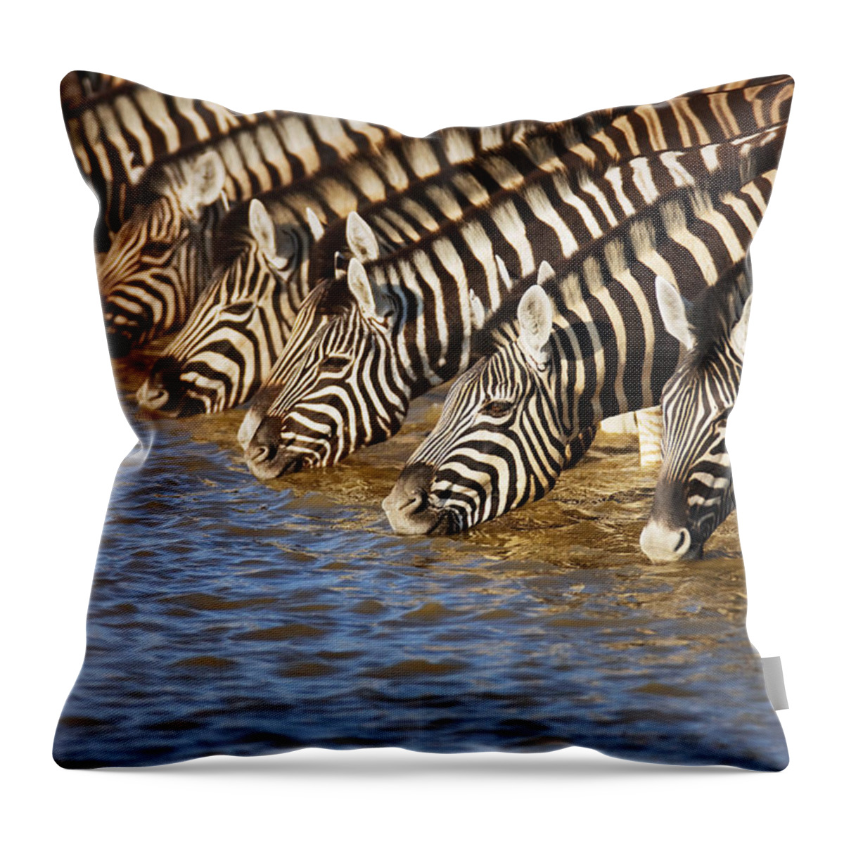 Wild Throw Pillow featuring the photograph Zebras drinking by Johan Swanepoel