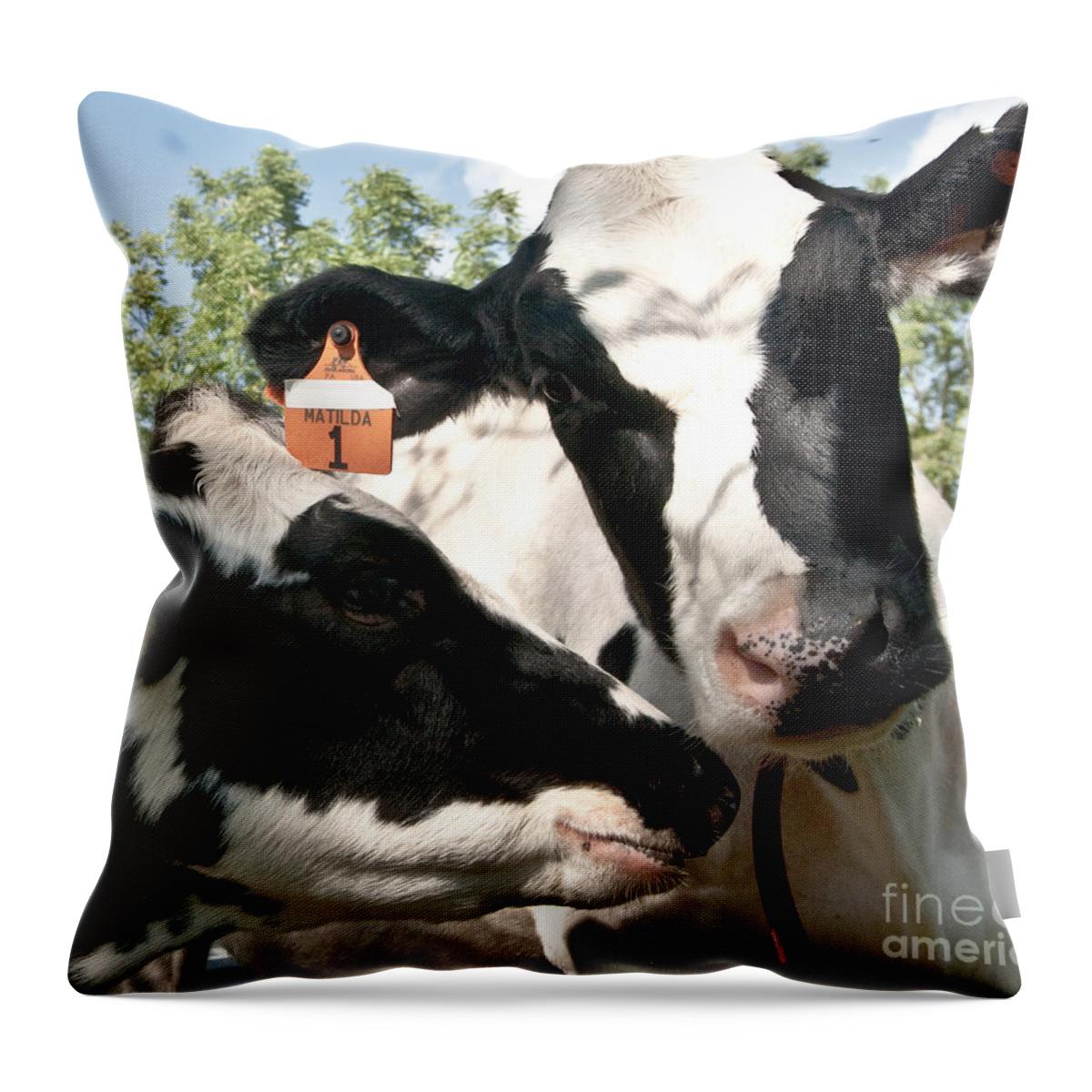 Cow Digital Photography Throw Pillow featuring the digital art Zoey and Matilda by Danielle Summa