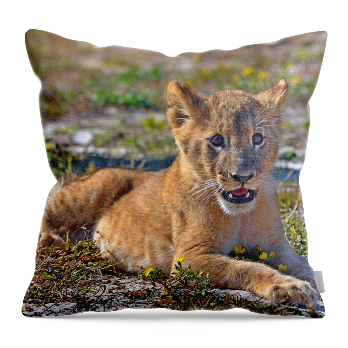 Zootography Throw Pillow featuring the photograph Zootography3 Zion the Lion Cub Posing by Jeff at JSJ Photography