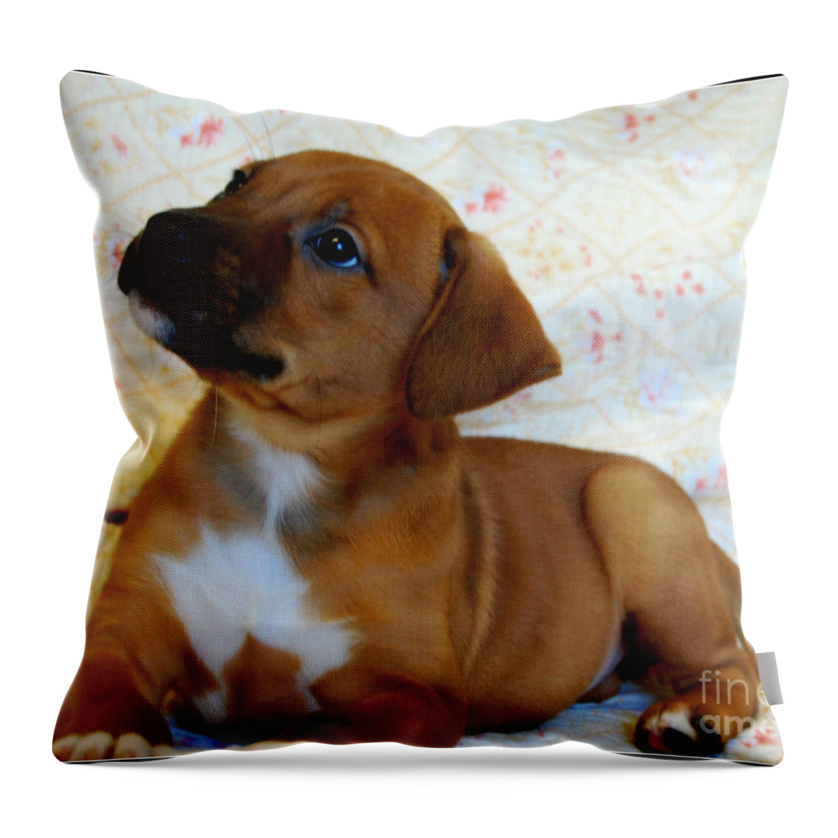 Animals Throw Pillow featuring the photograph  Take Me Home Please by Peggy Franz