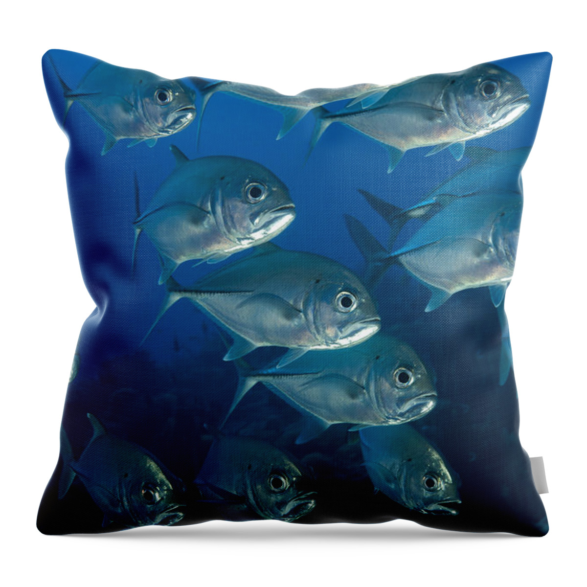 Carangidae Throw Pillow featuring the photograph A School Of Bigeye Trevally, Papua New #1 by Steve Jones