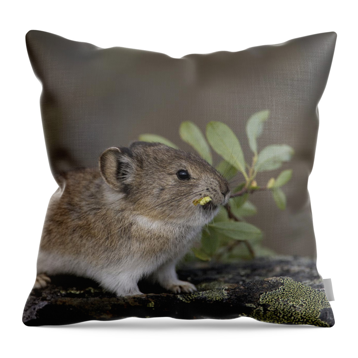 Mp Throw Pillow featuring the photograph American Pika Ochotona Princeps by Michael Quinton