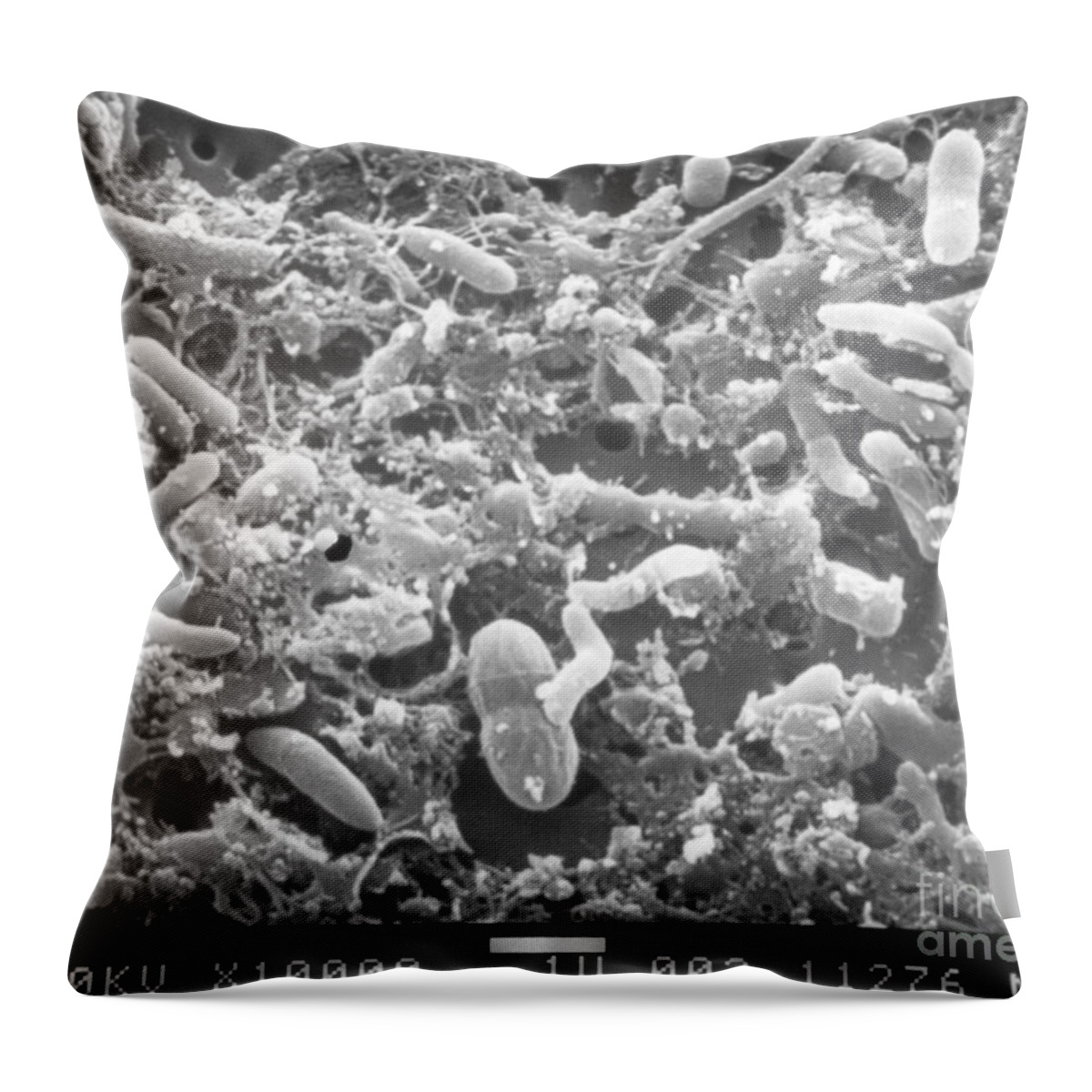 Science Throw Pillow featuring the photograph Bacteria In Raw Sewage Sem #1 by Science Source