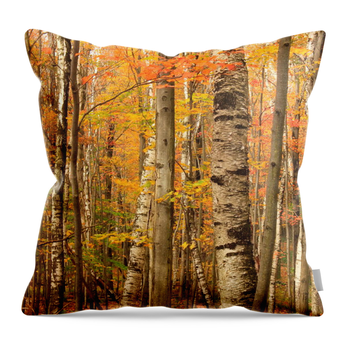 Forest Throw Pillow featuring the photograph Birch Grove in Autumn #1 by John Burk