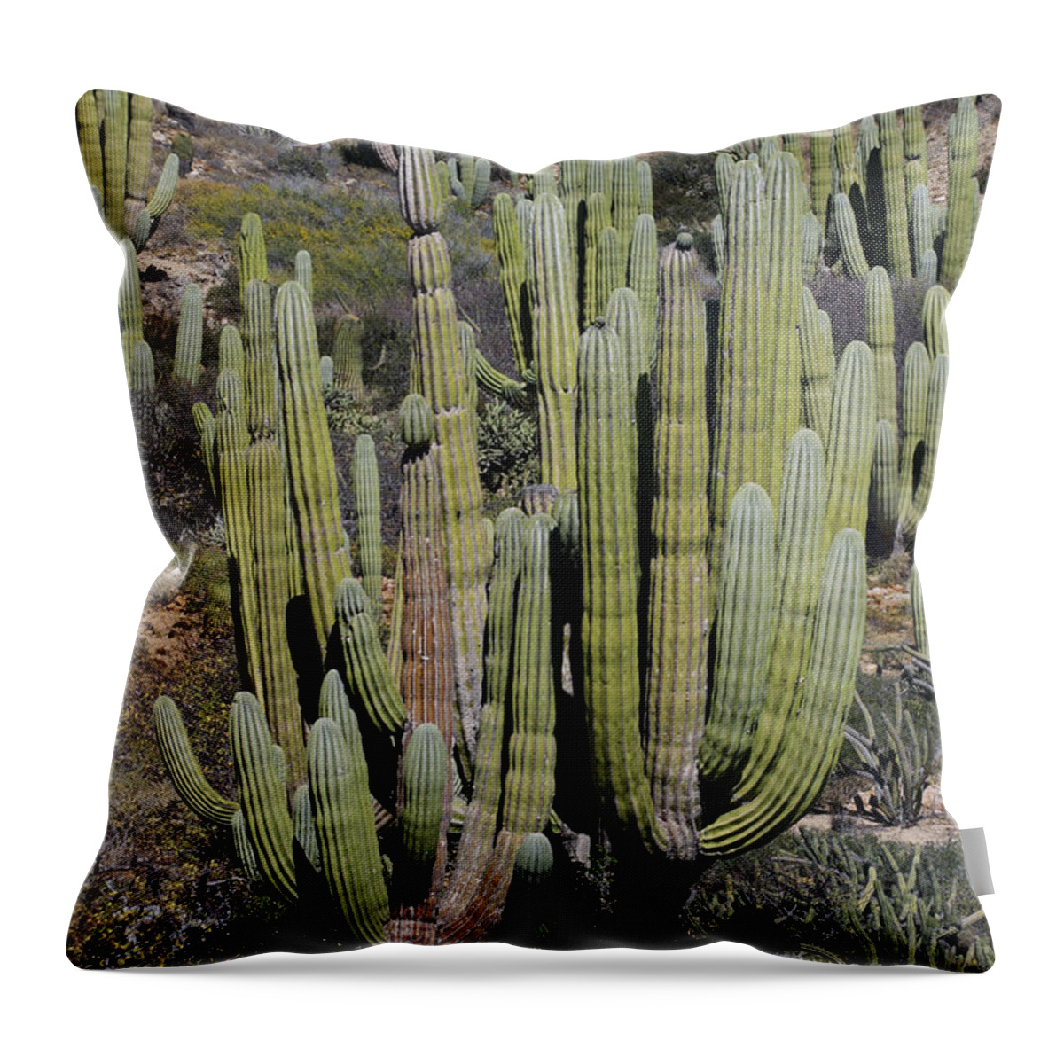 Mp Throw Pillow featuring the photograph Cardon Pachycereus Pringlei Cacti #1 by Hiroya Minakuchi