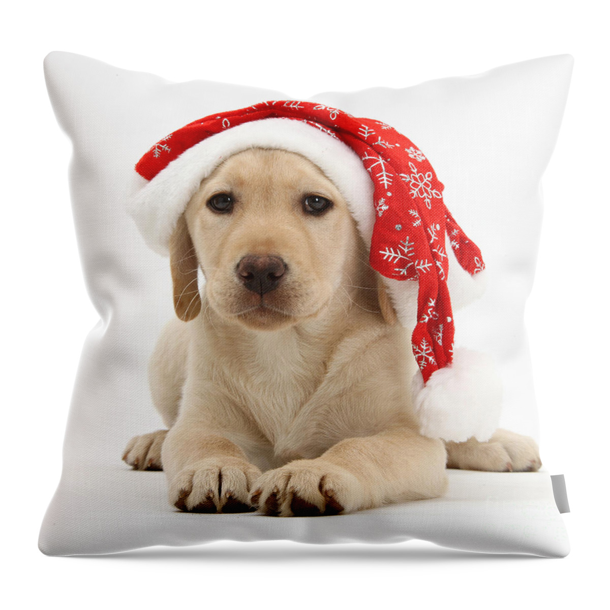 Animal Throw Pillow featuring the photograph Christmas Puppy #1 by Mark Taylor