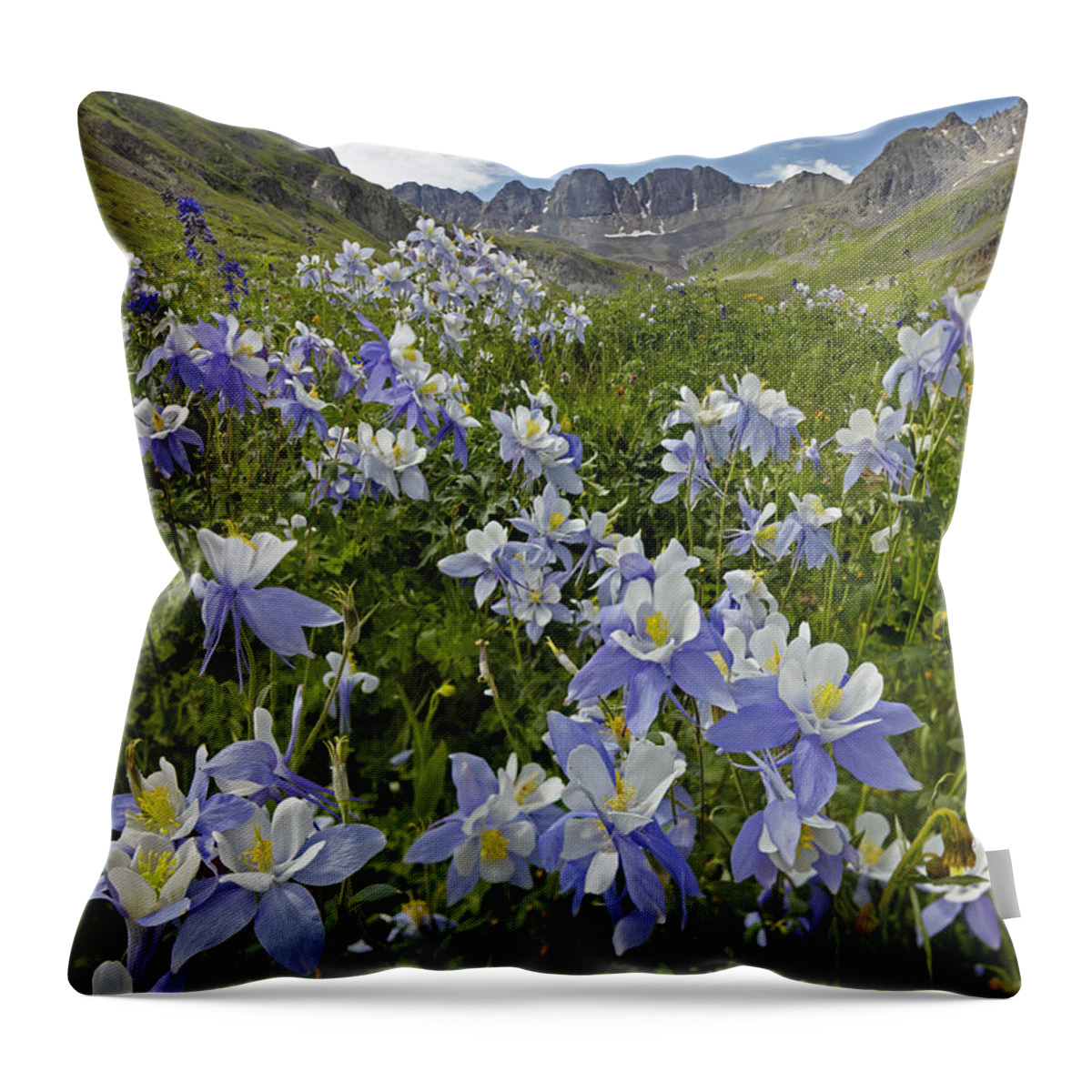 00438895 Throw Pillow featuring the photograph Colorado Blue Columbine Flowers #1 by Tim Fitzharris