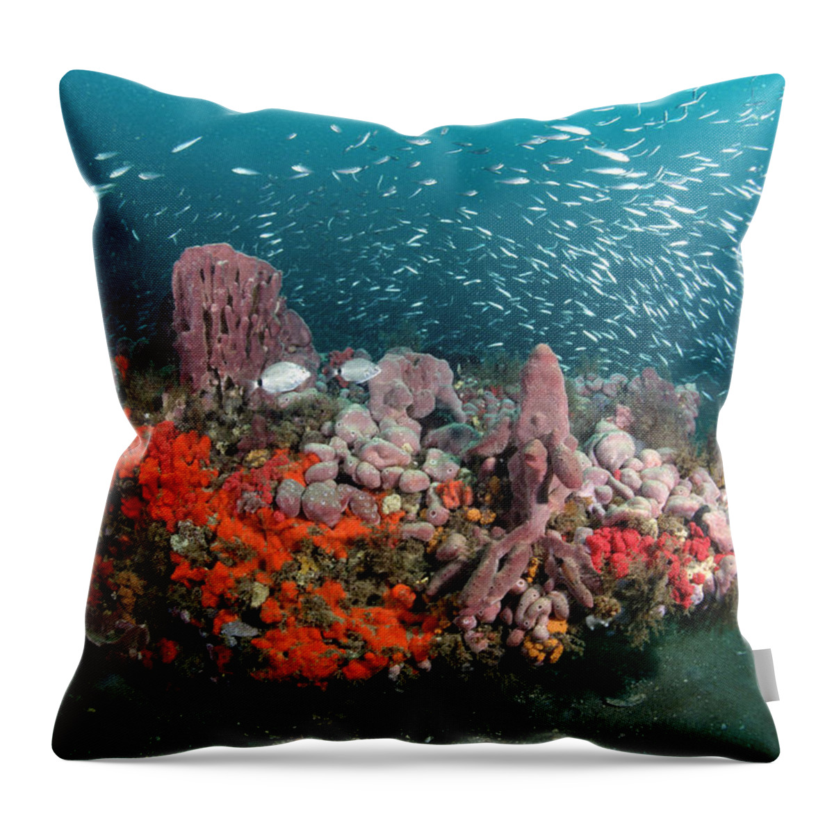 00126196 Throw Pillow featuring the photograph Coral And Schooling Fish Grays Reef Nms #1 by Flip Nicklin