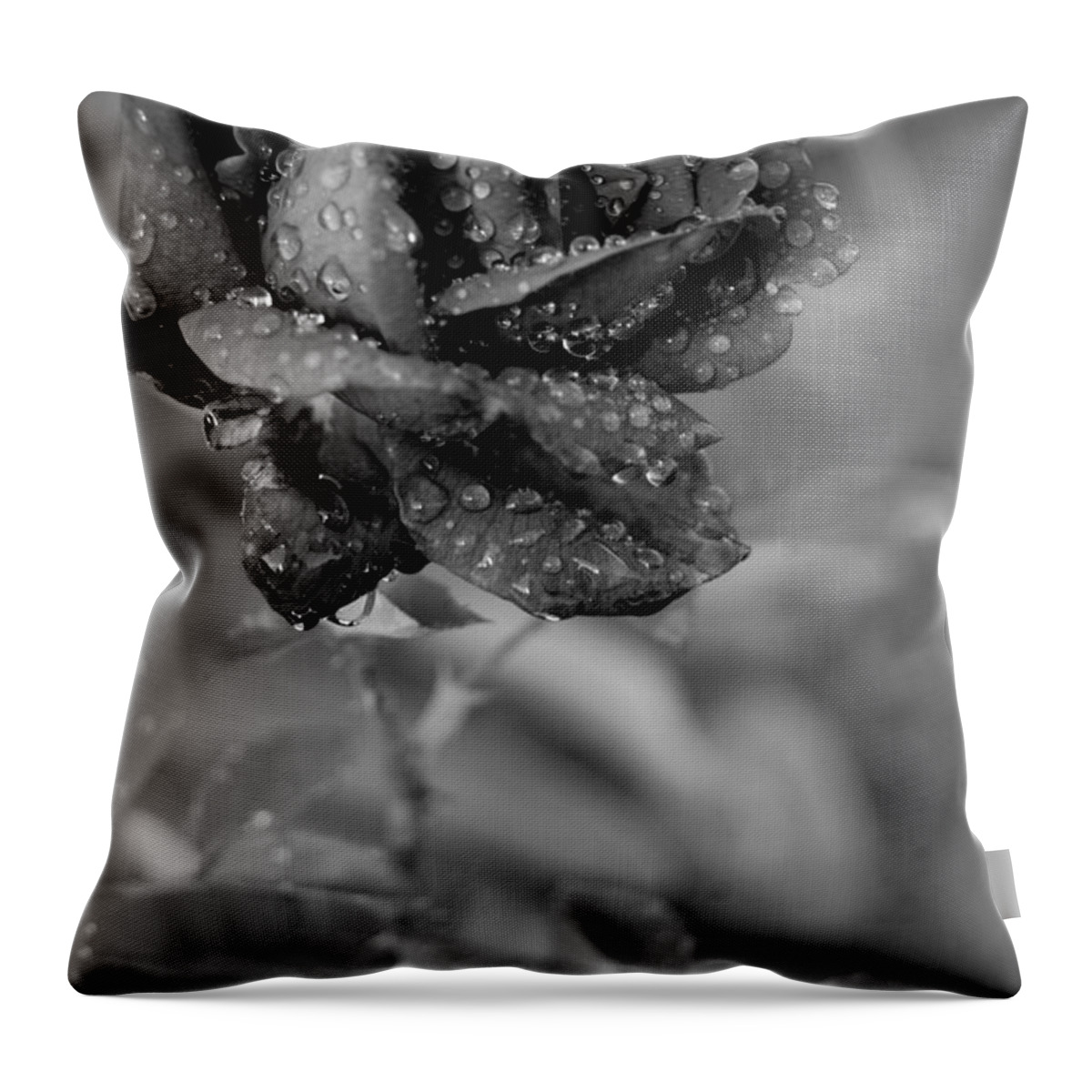 Rose Throw Pillow featuring the photograph Dewy Black and White Rose 2 by Amy Fose