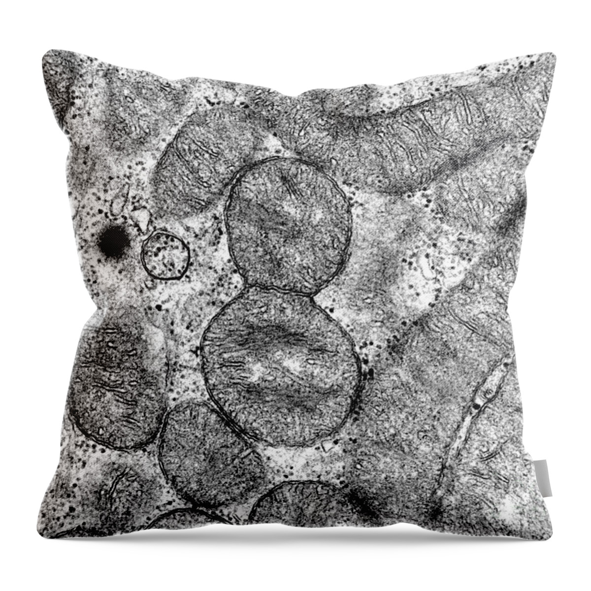 Mitochondrion Throw Pillow featuring the photograph Dividing Mitochondrion #1 by Omikron
