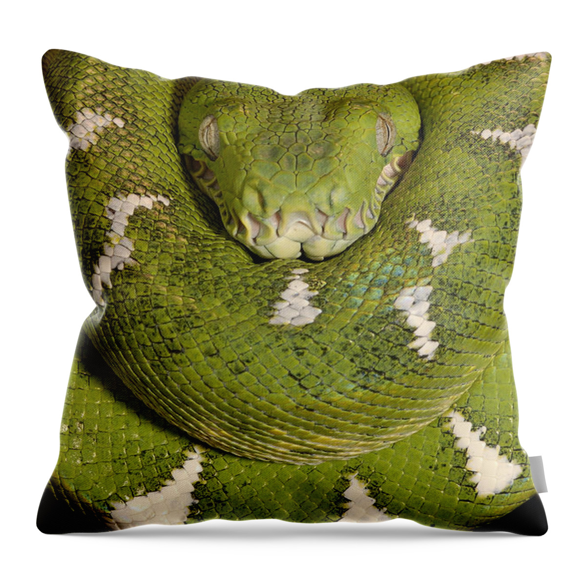Mp Throw Pillow featuring the photograph Emerald Tree Boa Corallus Caninus #1 by Pete Oxford