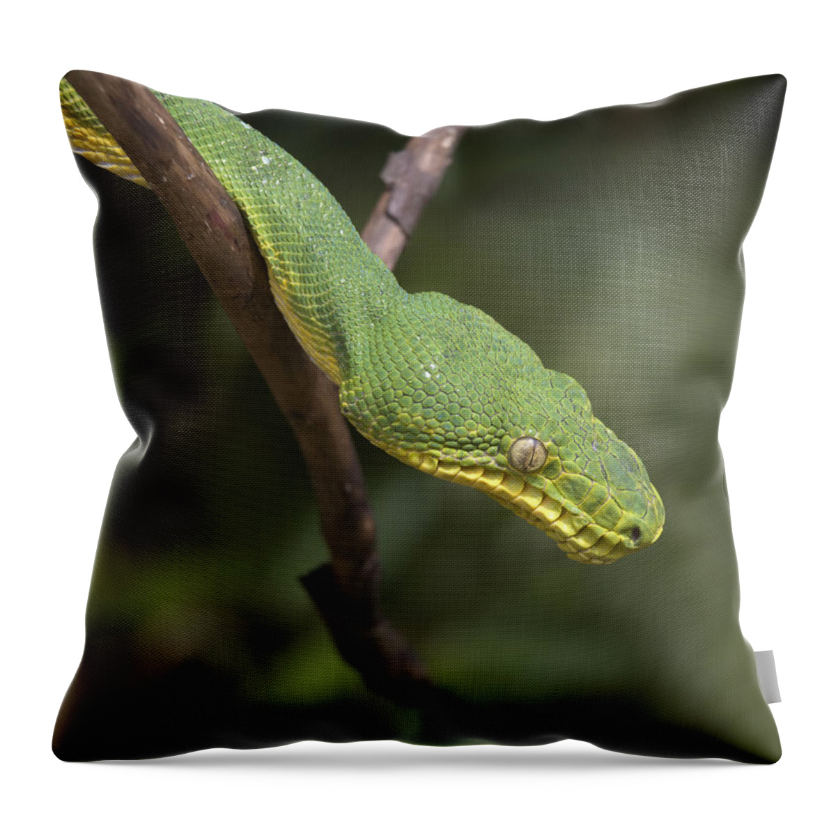 00429548 Throw Pillow featuring the photograph Emerald Tree Boa In Tree Costa Rica #1 by Tim Fitzharris