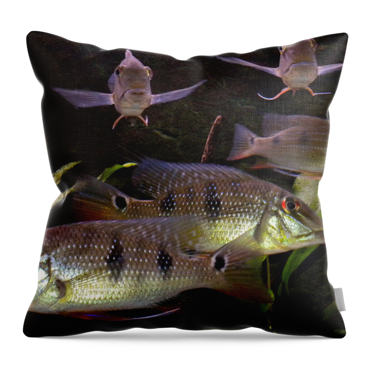 Colette Throw Pillow featuring the photograph Fish by Colette V Hera Guggenheim