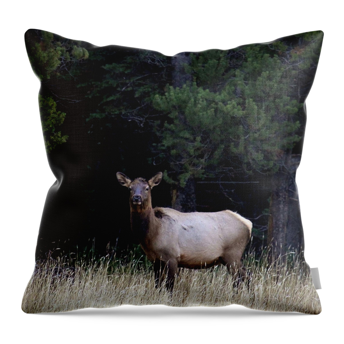 Wolf Throw Pillow featuring the photograph Forest Elk by Steve McKinzie