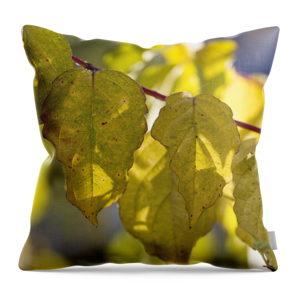 Clare Bambers Throw Pillow featuring the photograph Golden Glow. by Clare Bambers