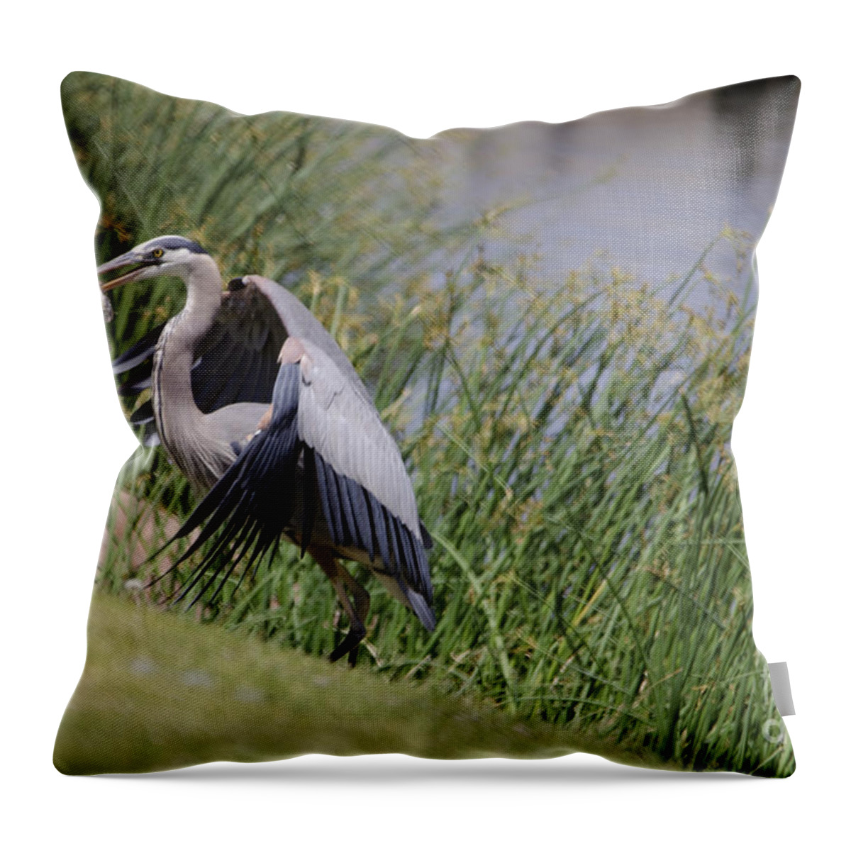 Bird Throw Pillow featuring the photograph Great Blue Heron #1 by Donna Greene