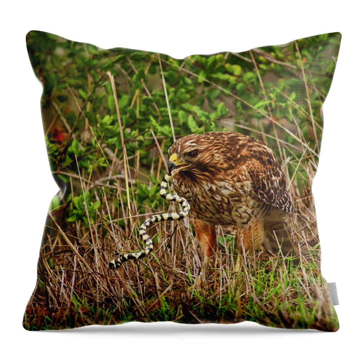 Red Shouldered Hawk Throw Pillow featuring the photograph Hawk and Snake #1 by Beth Sargent