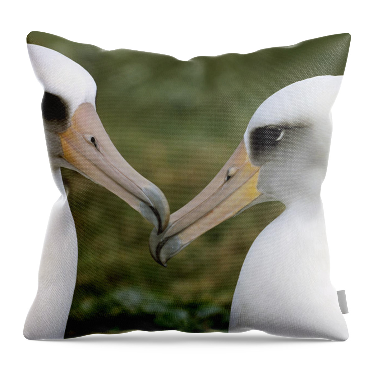 Mp Throw Pillow featuring the photograph Laysan Albatross Phoebastria #1 by Tui De Roy