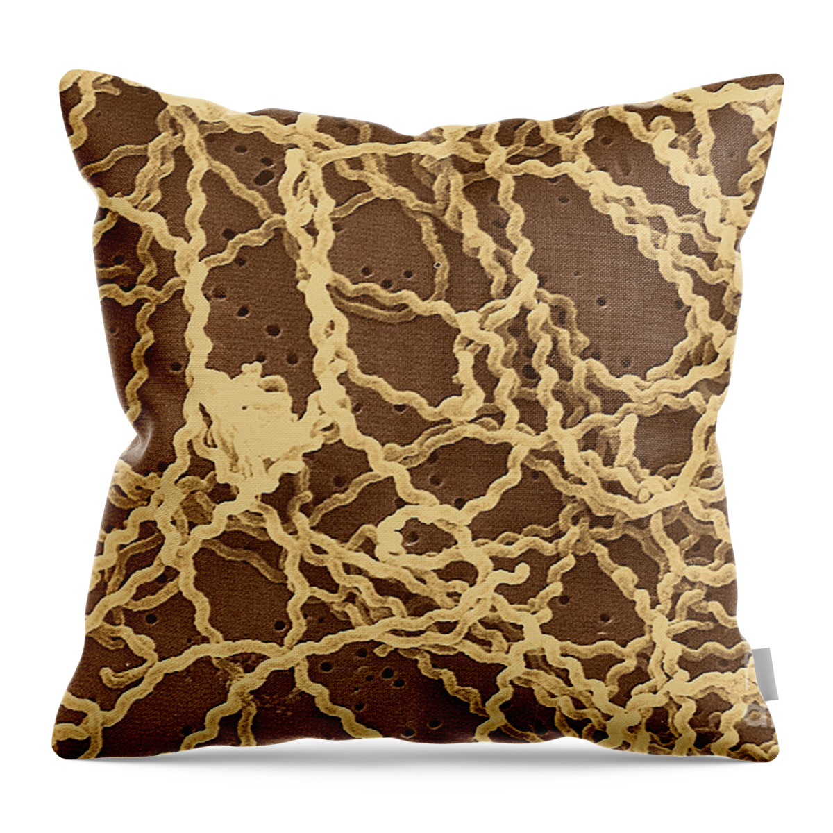 Spirochete Throw Pillow featuring the photograph Leptospira #1 by Science Source