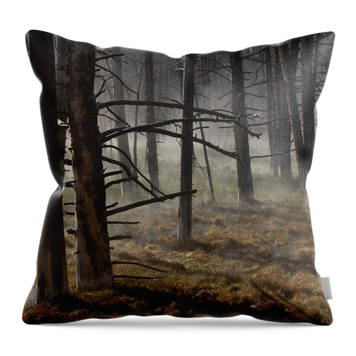 Mp Throw Pillow featuring the photograph Lodgepole Pine Larix Laricina Forest #1 by Pete Oxford