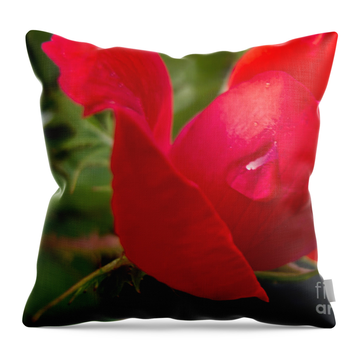 Red Rose Throw Pillow featuring the photograph Lonely Teardrop #1 by Arlene Carmel