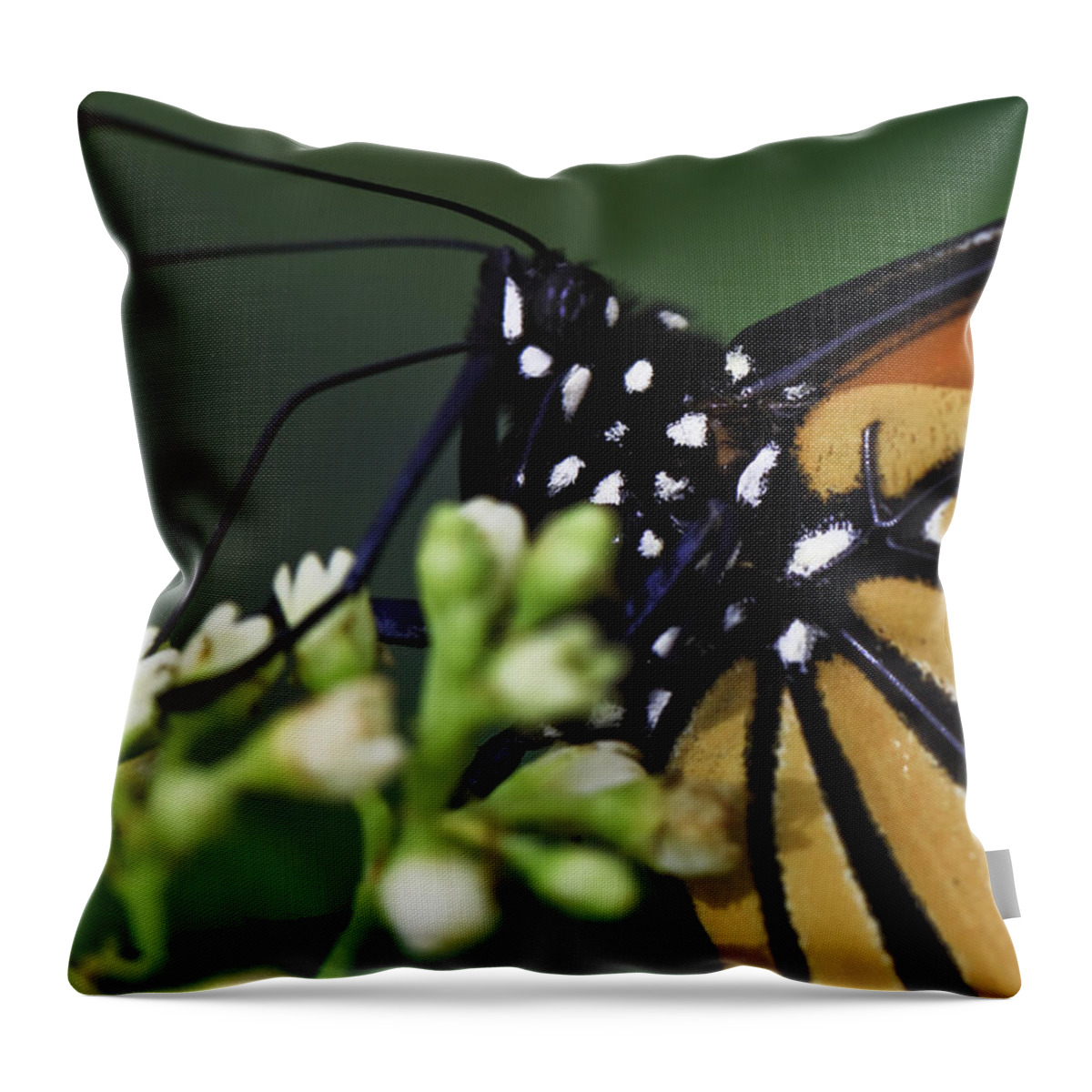 Butterflies Throw Pillow featuring the photograph Monarch #1 by Perla Copernik