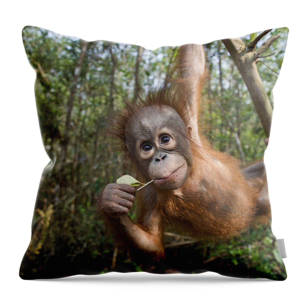 00486855 Throw Pillow featuring the photograph Orangutan 2yr Old Infant Playing #1 by Suzi Eszterhas