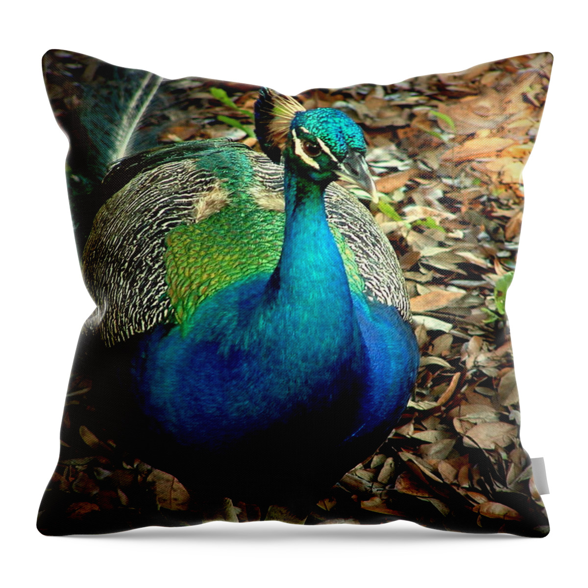 Peacock Throw Pillow featuring the photograph Pavo Cristatus #1 by David Weeks