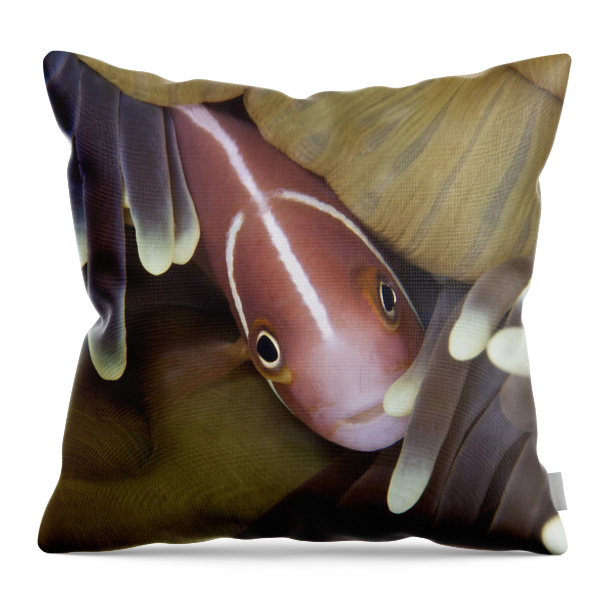 Sea Anemone Throw Pillow featuring the photograph Pink Skunk Clownfish In Its Host #1 by Terry Moore