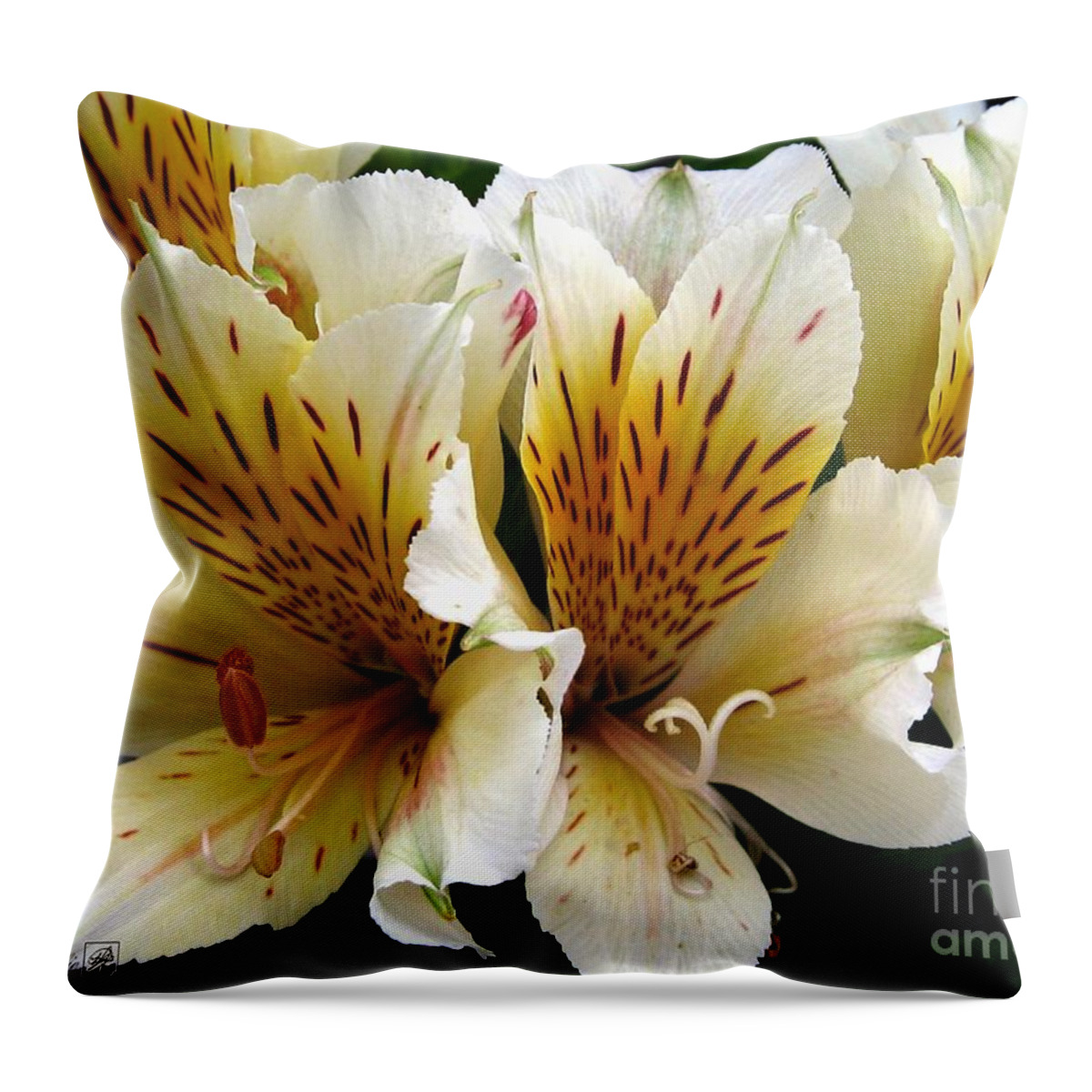 Mccombie Throw Pillow featuring the photograph Princess Lily named Marilene Staprilene #4 by J McCombie
